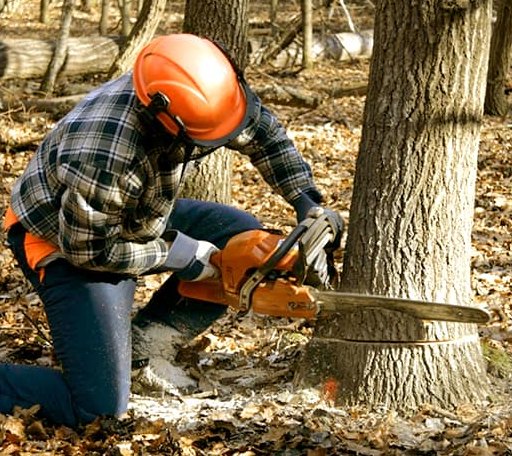 Tree Removal in Louisburg, MO
